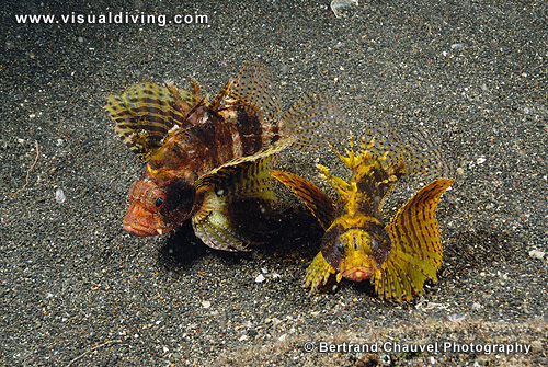 Two lionfishes (UW2_0011)