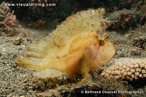 Yellow leaf scorpionfish (UW2_0179)