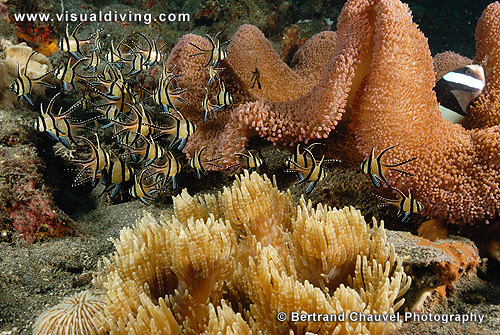 Clown, anemone and banggai cardinalfishes (UW2_0248)