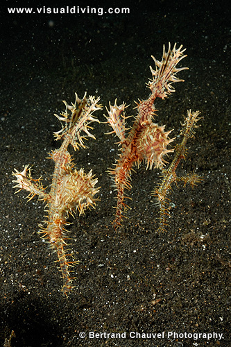 Three yellow ornate ghostpipefishes (UW2_0290)