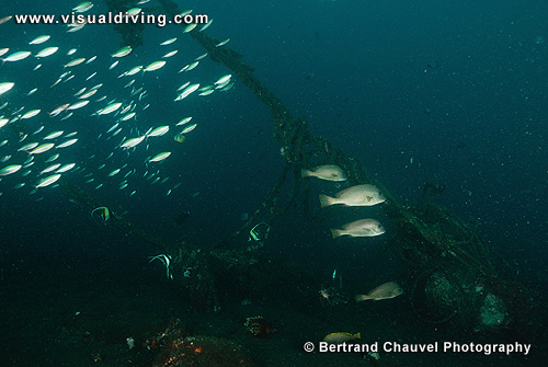 Lembeh wide angle setting with mooring line (UW2_0314)