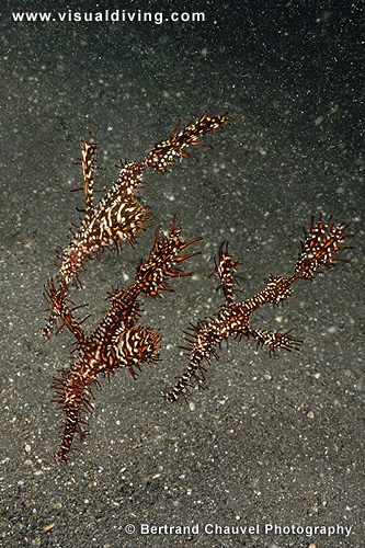 Three red ornate ghostpipefishes (UW2_0330)
