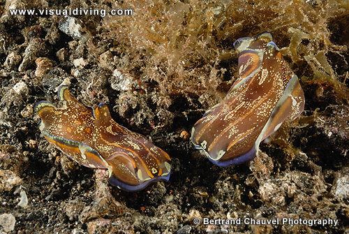 Two nudibranchs mating (1/4) (UW2_0347)