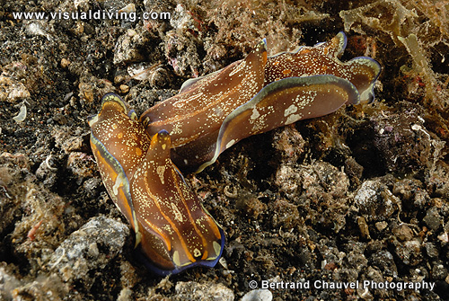 Two nudibranchs mating (2/4) (UW2_0348)