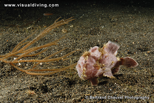 Pink frogfish (UW2_0372)