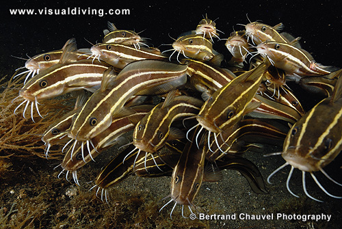 Schoal of catfishes (UW2_0391)
