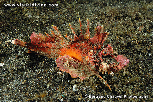Devil scorpionfish (UW2_0410)