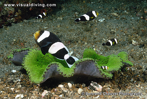 Clownfishes and green anemone (UW2_0426)