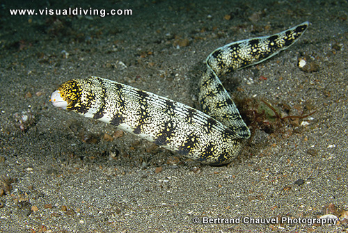 Swimming moray eel (UW2_0429)