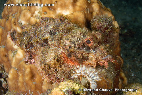 Scorpionfish (UW2_0485)