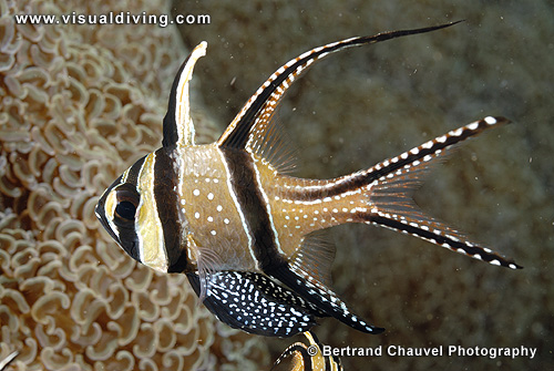 Banggai cardinal (UW2_0488)