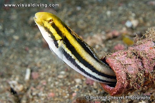 Goby in a bottle (UW2_0503)