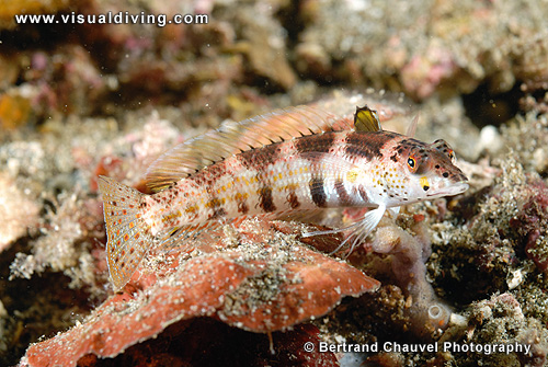 Sandperch (UW2_0504)