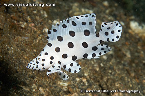 Barramundi cod (humpback grouper) (UW2_0518)