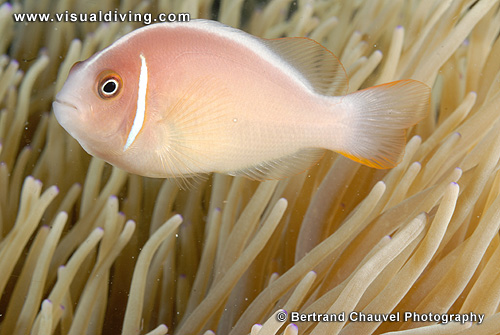 Pink clownfish (UW2_0536)