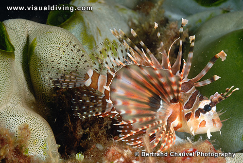 Lionfish (UW2_0539)