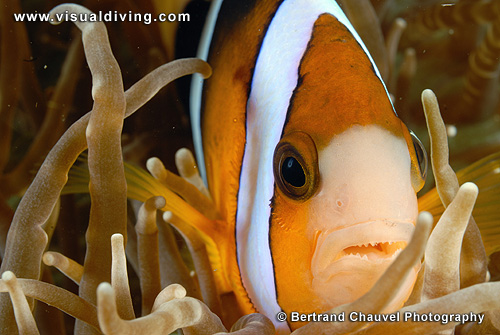 Clownfish close-up (UW2_0630)