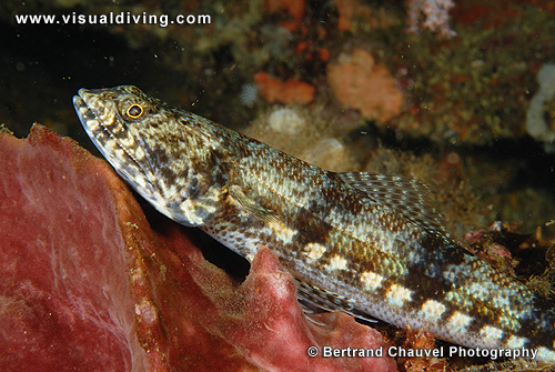 Lizardfish (UW2_0642)