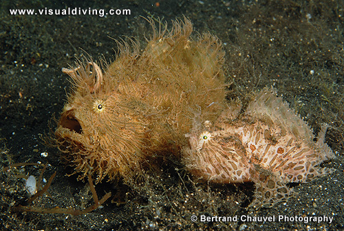 Couple of hairy frogfishes (UW2_0664)
