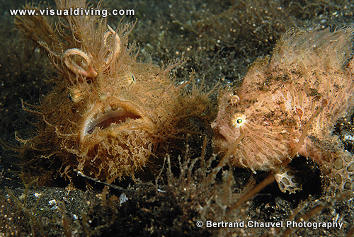 Couple of hairy frogfishes (UW2_0668)