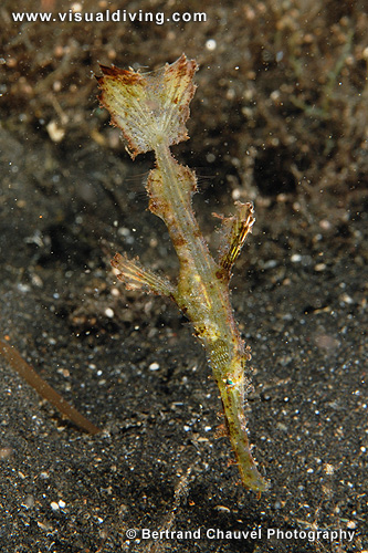 (UW2_0681) UW2_0681