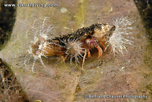 Anemone crab (UW2_0713)