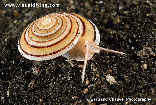 Sea shell spiral (UW2_0715)