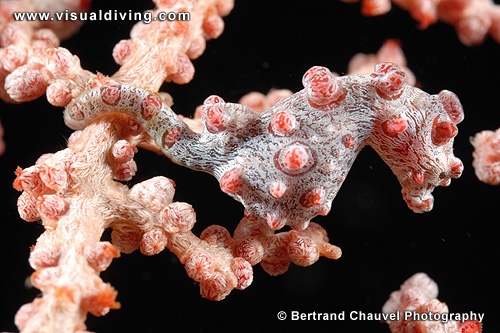 Hippocampus barbiganti (UW2_0743)