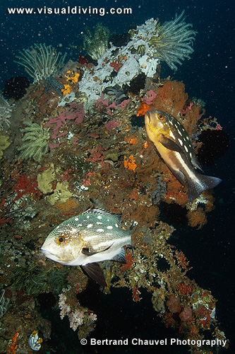 Coral setting with snappers (UW2_0774)