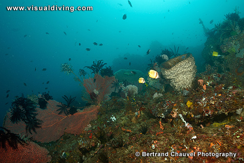 Reefscape (UW2_0785)