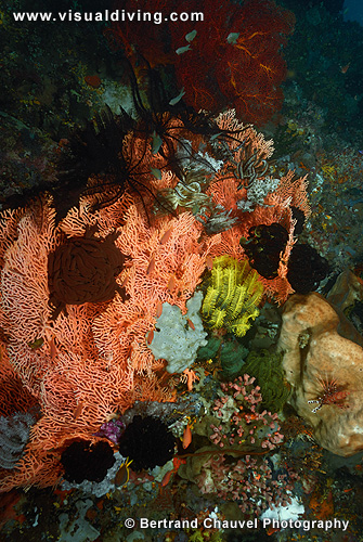 Coral composition (UW2_0812)