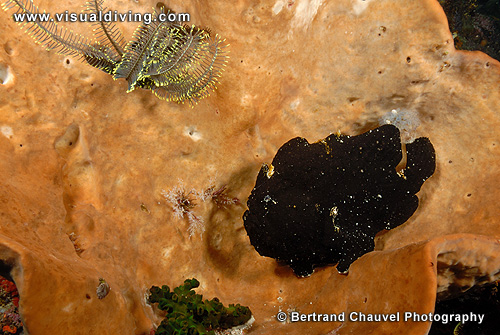 Black giant frogfish (UW2_0820)