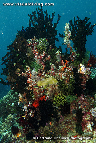 Coral potato setting (UW2_0825)