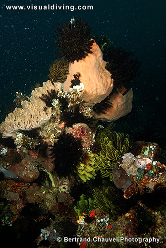 Coral composition (UW2_0845)