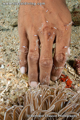 Shrimps climbing a divers hand (UW2_0891)