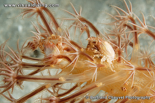 Crabs in softcoral (UW2_0913)