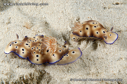 Couple of nudibranchs (UW2_0938)