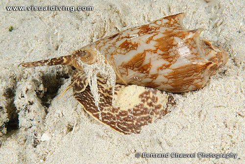 Cone shell (UW2_0950)