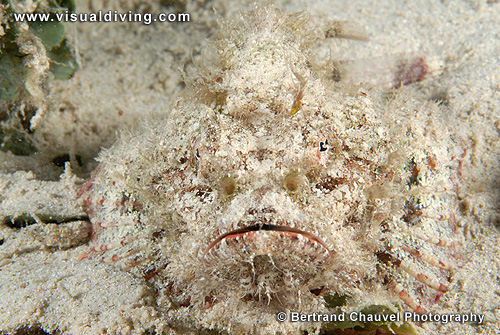 Scorpionfish (UW2_0957)