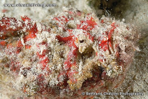 Stonefish (UW2_0962)