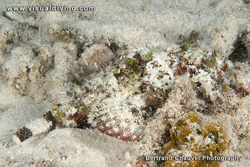 Scorpionfish (UW2_0965)
