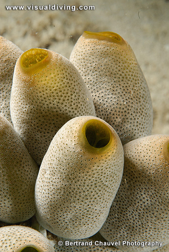 Tunicates (UW2_0972)