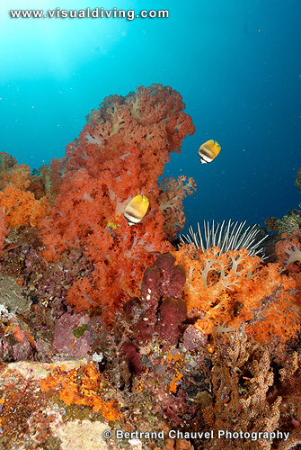 Softcoral setting (UW2_1017)