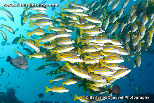 Schoal of yellow snappers (UW2_1053)
