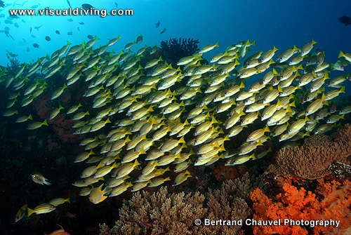 Schoal of yellow snappers (UW2_1058)