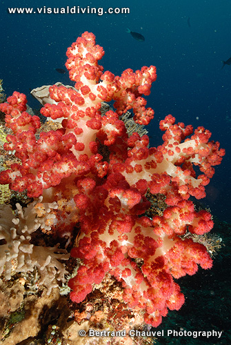 Soft coral (UW2_1089)