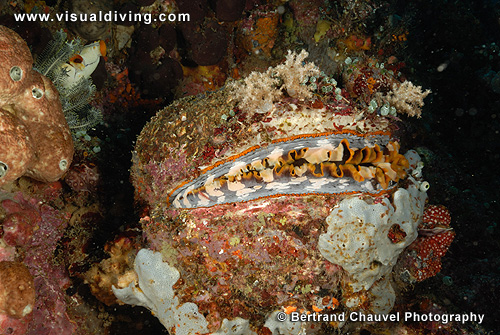 Thorny oyster (UW2_1105)
