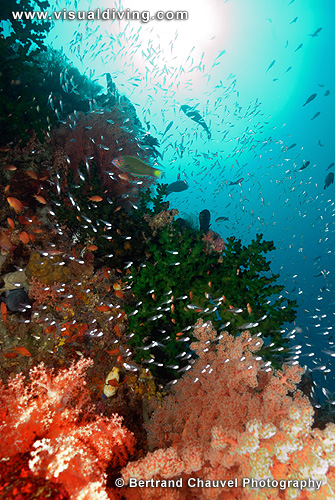 Coral and fish setting (UW2_1113)