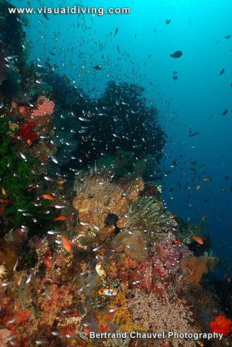 Coral setting (UW2_1121)