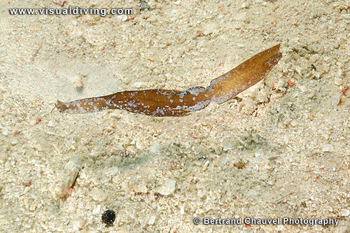 Robust ghostpipefish (UW2_1152)